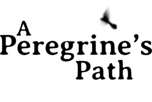 A Peregrine’s Path